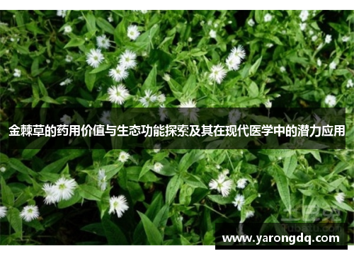 金棘草的药用价值与生态功能探索及其在现代医学中的潜力应用